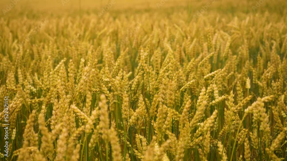Field of Wheat Against Background of Dark Dramatic Landscape. Spikelets of Wheat With Grain Shakes Wind . Grain Harvest Summer. Agricultural Business Environmentally Friendly Wheat. Global Food Crisis Field of Wheat Against Background of Dark Dramatic Landscape. Spikelets of Wheat With Grain Shakes Wind . Grain Harvest Summer. Agricultural Business Environmentally Friendly Wheat. Global Food Crisis