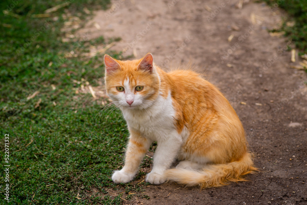 red Cat with kind green eyes, Portrait cute red ginger kitten. happy adorable cat, Beautiful fluffy red orange cat lie in grass outdoors garden red Cat with kind green eyes, Portrait cute red ginger kitten. happy adorable cat, Beautiful fluffy red orange cat lie in grass outdoors garden