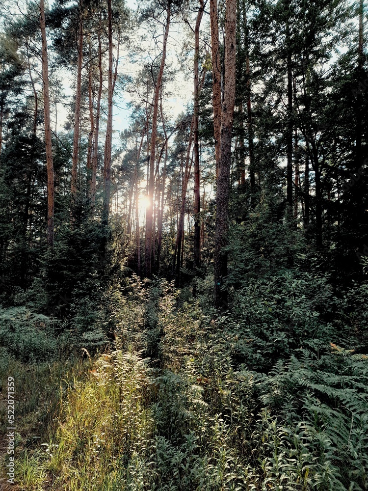 Fototapeta premium krajobraz lasy