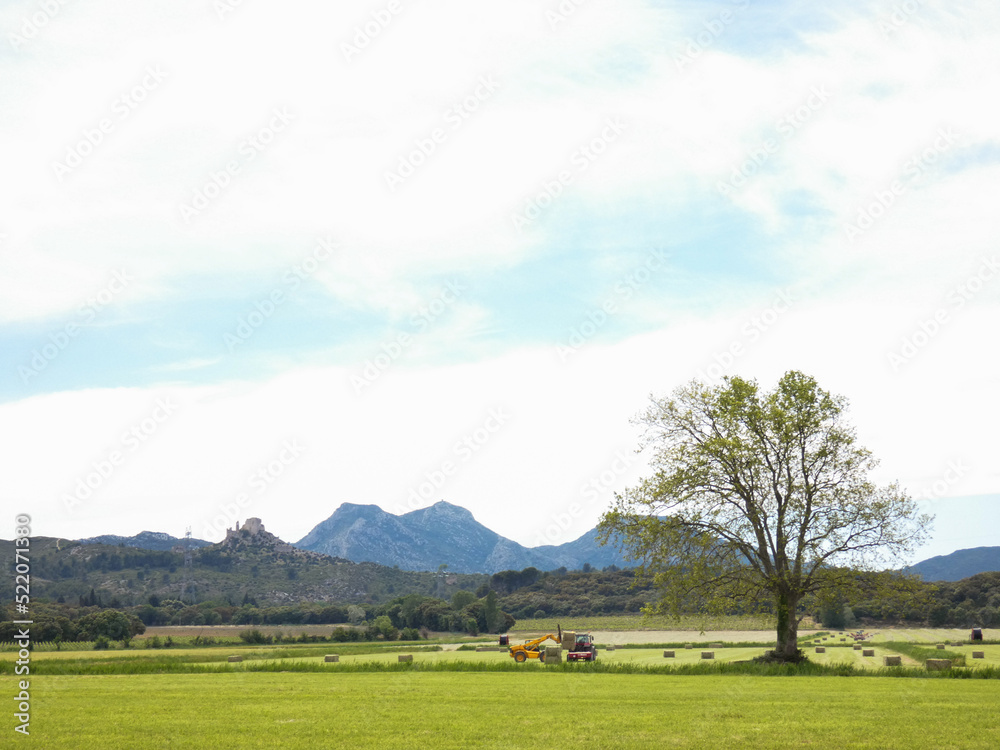 Magnificent spring landscape with a large tree in the middle of meadows where hay is harvested by agricultural machinery in the Alpilles in Provence in France Magnificent spring landscape with a large tree in the middle of meadows where hay is harvested by agricultural machinery in the Alpilles in Provence in France