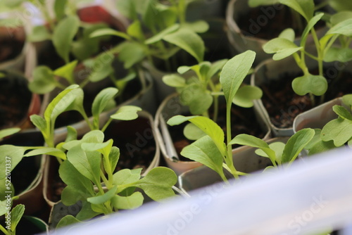 vegetable seedlings potted using recycled paper inside a crate