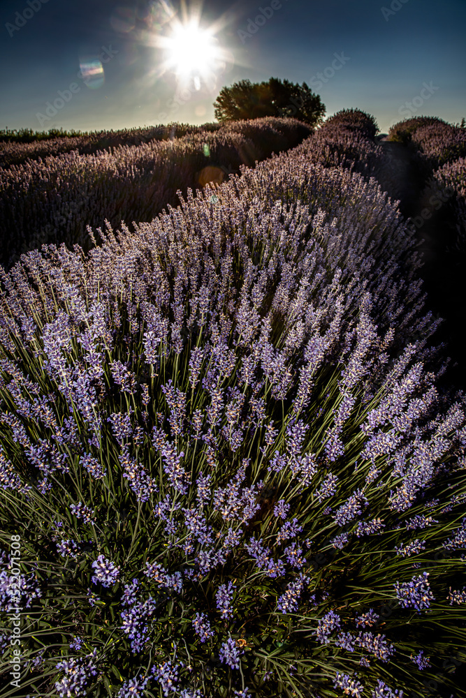 Fototapeta premium Harvest Hosts Washington's State Lavender farming