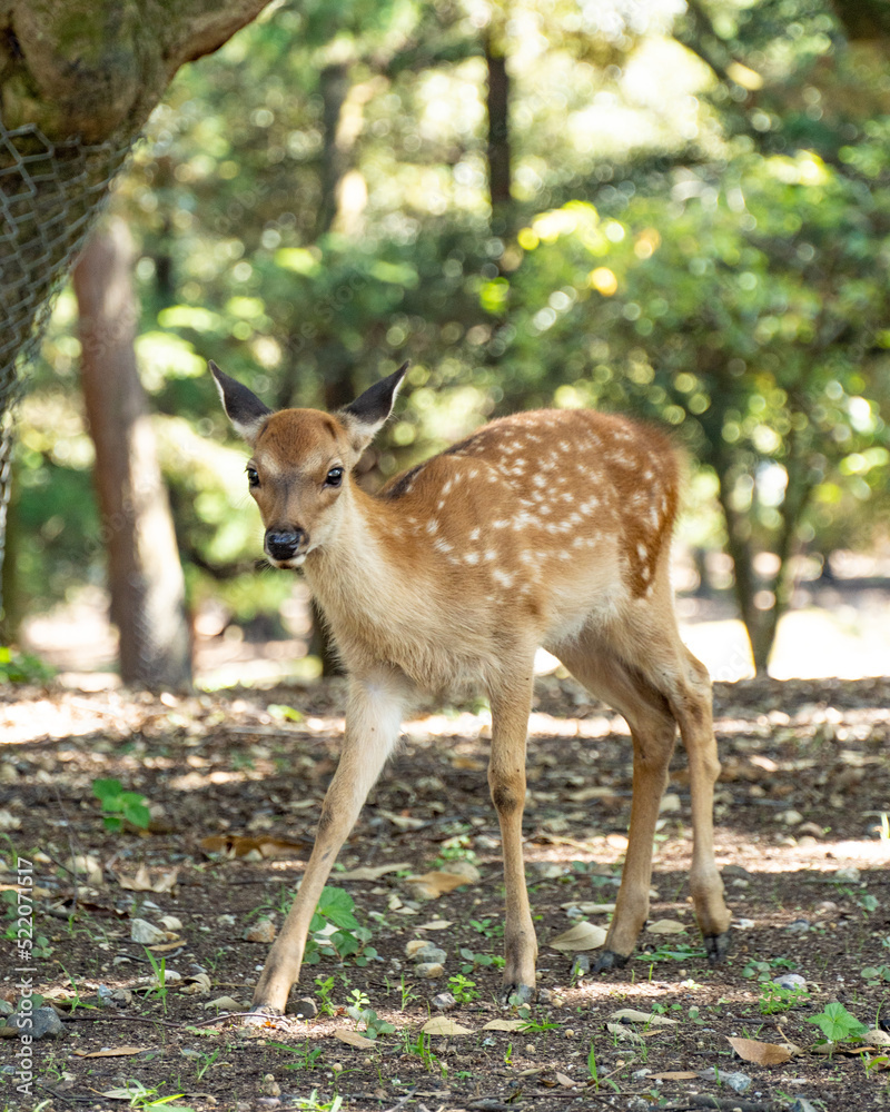 Fototapeta premium dear