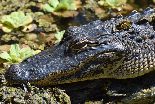 Obraz na płótnie Gator w salonie