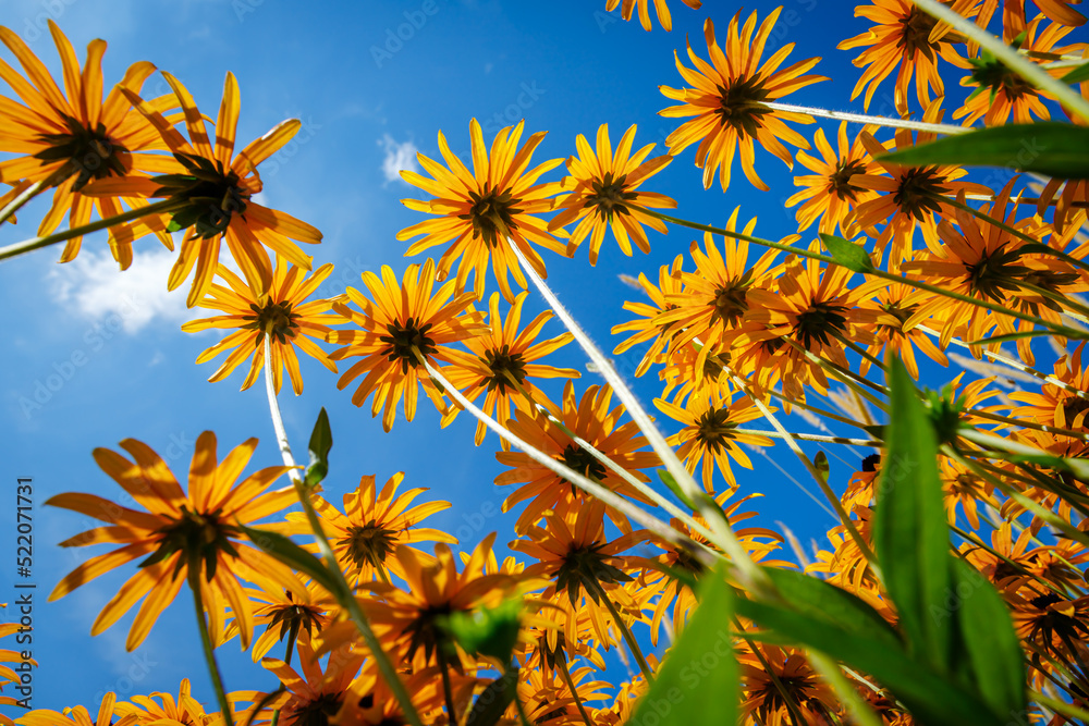 Yellow Cone flowers Rudbeckia fulgida var. deamii. Black Eyed Susan daisy-like flowers, with golden-yellow rays surrounding chocolate-brown central cone. Black-eyed-susans Coneflowers bloom Yellow Cone flowers Rudbeckia fulgida var. deamii. Black Eyed Susan daisy-like flowers, with golden-yellow rays surrounding chocolate-brown central cone. Black-eyed-susans Coneflowers bloom