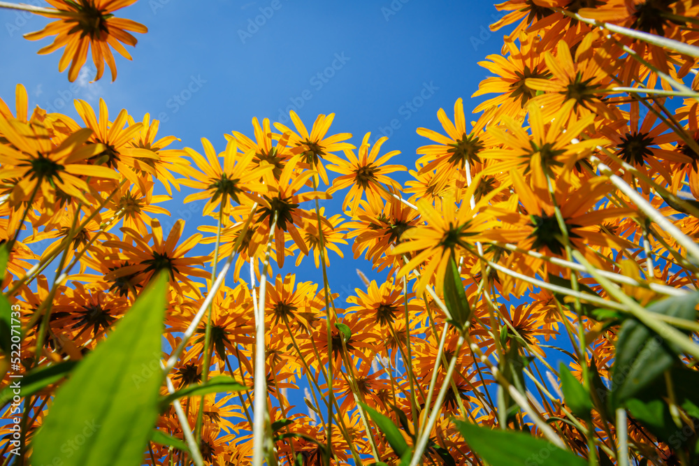 Yellow Cone flowers Rudbeckia fulgida var. deamii. Black Eyed Susan