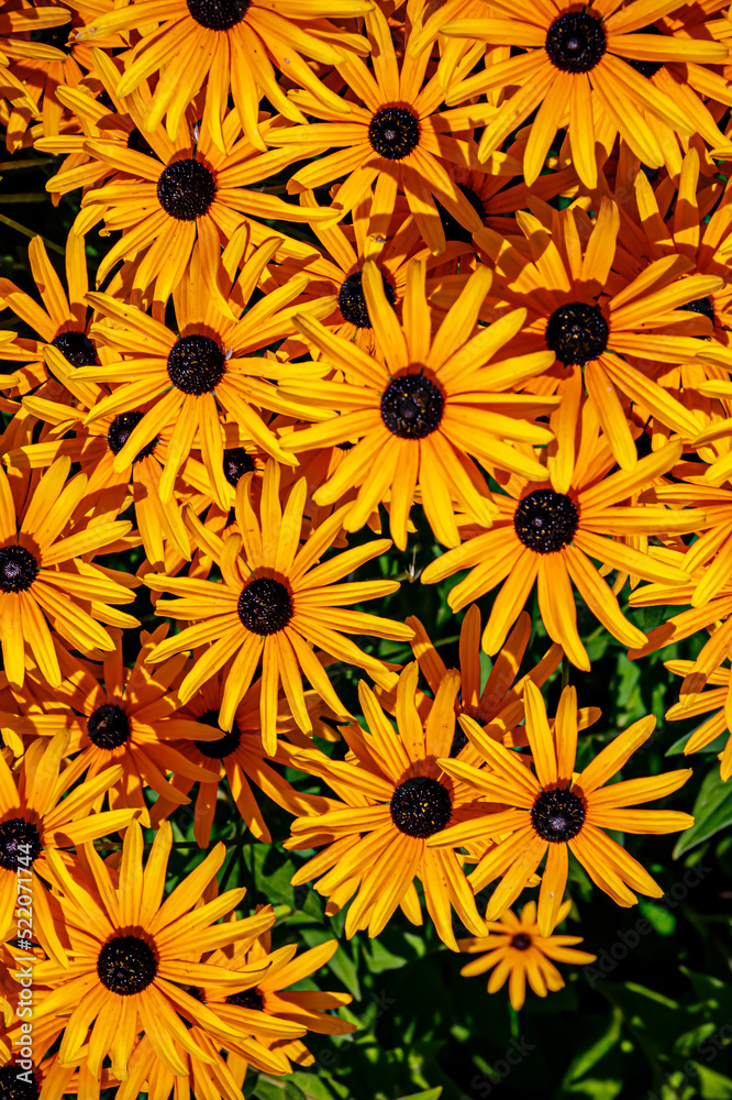 Yellow Cone flowers Rudbeckia fulgida var. deamii. Black Eyed Susan daisy-like flowers, with golden-yellow rays surrounding chocolate-brown central cone. Black-eyed-susans Coneflowers bloom Yellow Cone flowers Rudbeckia fulgida var. deamii. Black Eyed Susan daisy-like flowers, with golden-yellow rays surrounding chocolate-brown central cone. Black-eyed-susans Coneflowers bloom