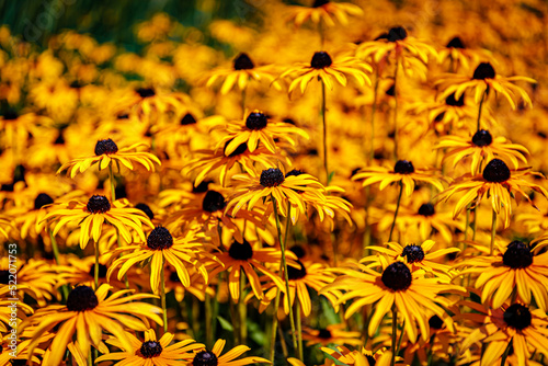 Yellow Cone flowers Rudbeckia fulgida var. deamii. Black Eyed Susan daisy-like flowers, with golden-yellow rays surrounding chocolate-brown central cone. Black-eyed-susans Coneflowers bloom photo