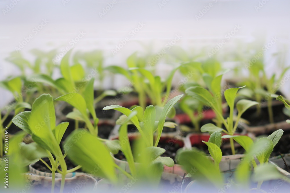 Obraz premium vegetable seedlings potted using recycled paper inside a crate