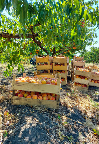 crates of peaches picked in the summer season. agriculture in Republic of Moldova 