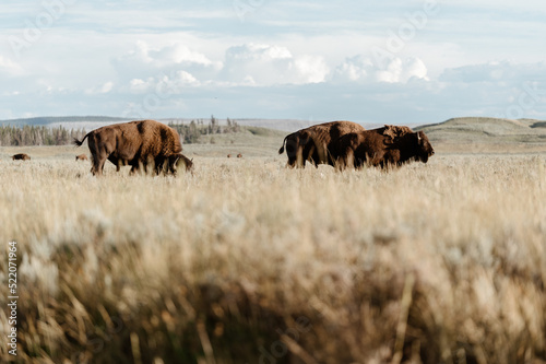 Bison in Yellowstone National Park