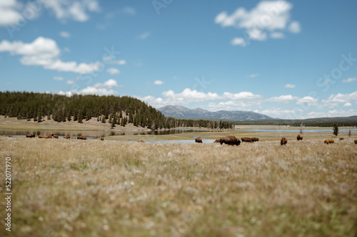 Bison in Hayden Valley, Yellowstone National Park photo