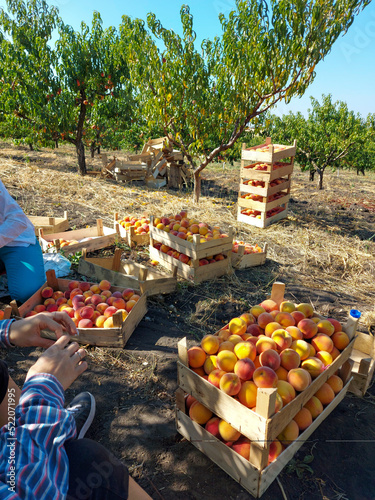 A peach orchard. Peaches picked and arranged in crates. Republic of Moldova 