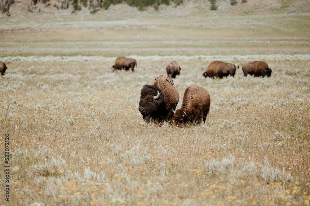 Bison Grazing in Hayden Valley, Yellowstone National Park Bison Grazing in Hayden Valley, Yellowstone National Park