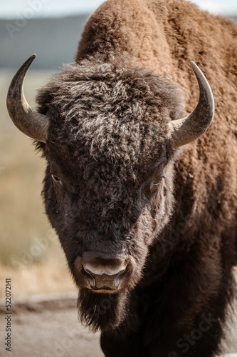 Bison grazing in Hayden Valley, Yellowstone National Park