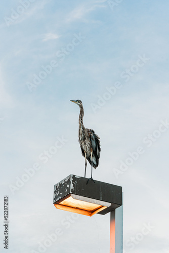 A bird watching the sunset photo