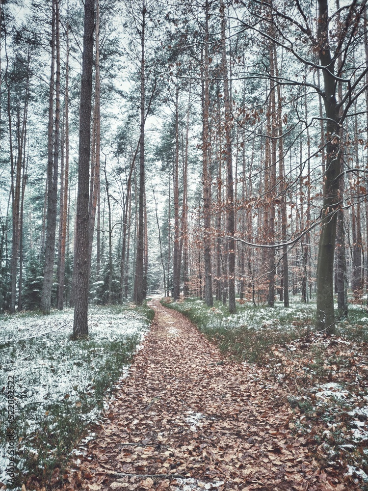 Obraz premium krajobraz