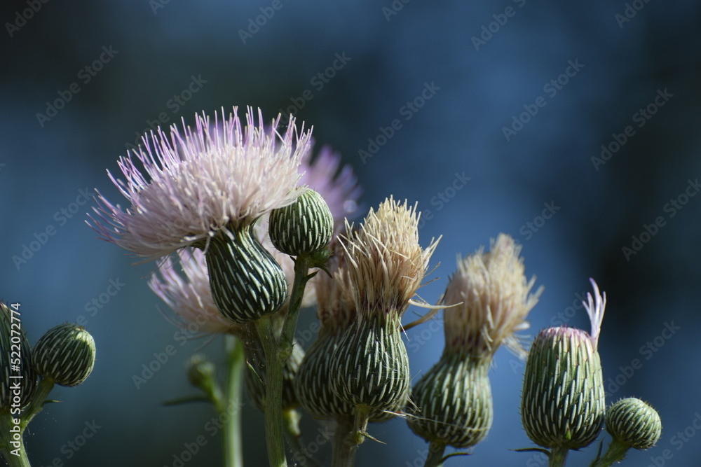 Thistle