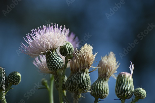 Obraz na płótnie Thistle w salonie