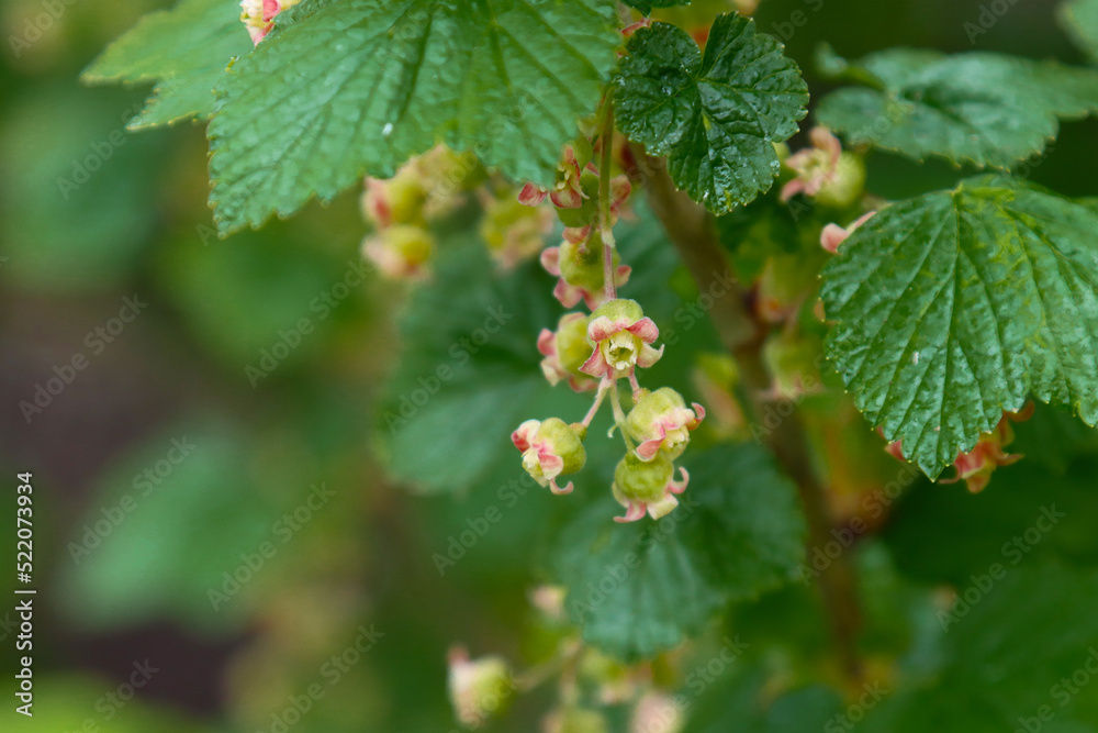 Flowering currant bush in nature. Flowering currant bush in nature.