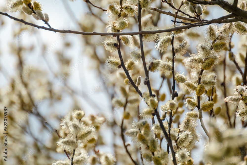 Tender branches with fluffy buds close-up on spring sunny day. Willow catkins in forest on blurred background, Easter holiday Tender branches with fluffy buds close-up on spring sunny day. Willow catkins in forest on blurred background, Easter holiday