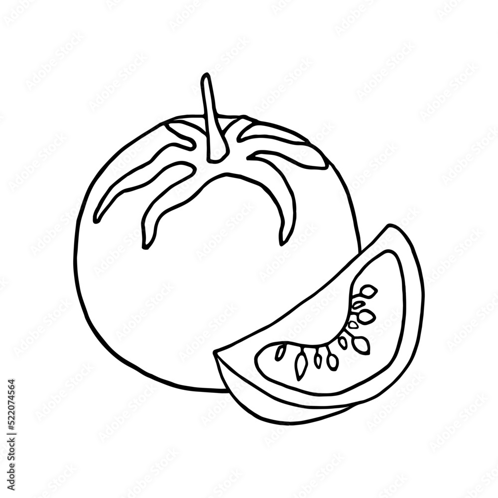 tomato doodle style tomato doodle style