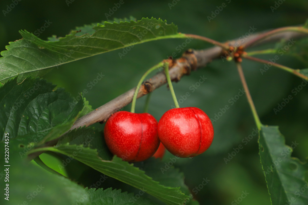 A Morello Cherries plantation in Lofthus, Fylke Vestland province - Norway A Morello Cherries plantation in Lofthus, Fylke Vestland province - Norway