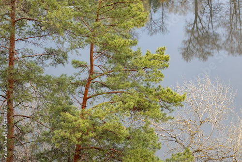 Green pine trees top with water mirror background. Spring forest on wild riverside with reflection © Kathrine Andi
