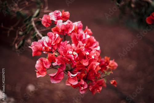 Tropical and wild flowers of the Canary Islands in Spain