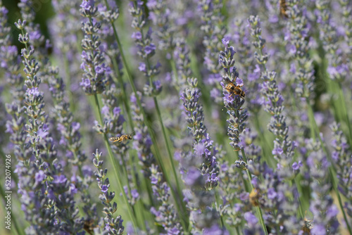 insects in a lavender bush