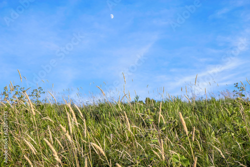 A meadow of tall yellow and green grasses  daytime  blue sky with half moon visible  nobody 