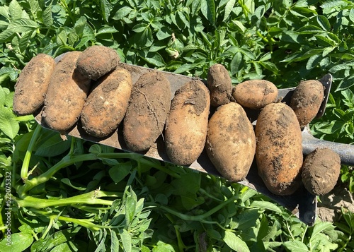 Foto Clearwater Russet from a single plant displaced on a spade in a potato field