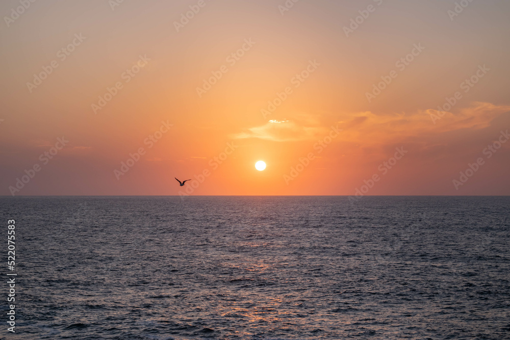 Seagull flying over the sea at sunset