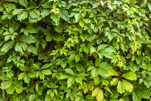 Background of green leaves of a fast-growing vine, maiden grapes