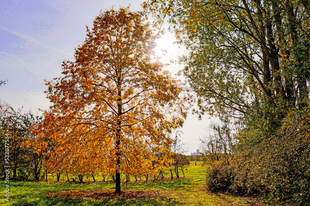 Autumn landscape. Forest or park with yellow tree leaves on a sunny autumn day.