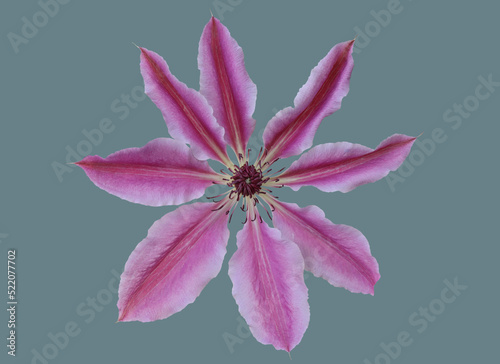 Opened clematis flower.