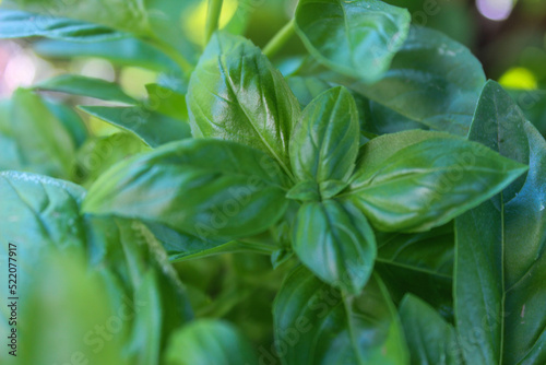 fresh basil leaves