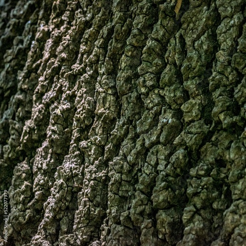 Casca de árvore em bosque junto ao rio mondego