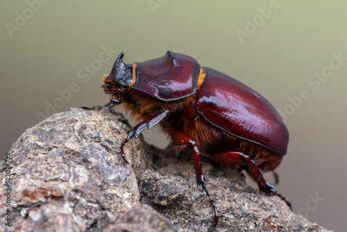 insect - European rhinoceros beetle - Oryctes nasicornis © Marek R. Swadzba