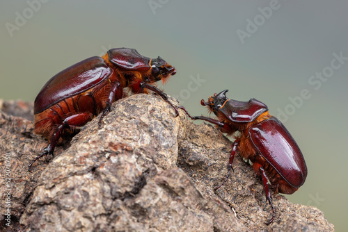 insect - European rhinoceros beetle - Oryctes nasicornis © Marek R. Swadzba