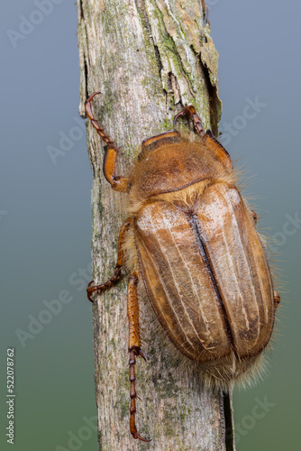 insect - beetle - Amphimallon solstitiale photo