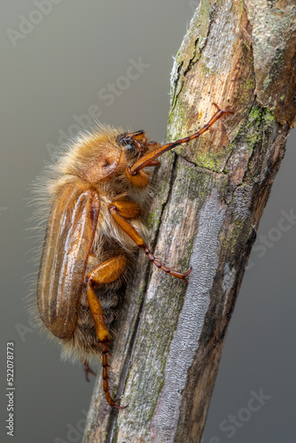 insect - beetle - Amphimallon solstitiale