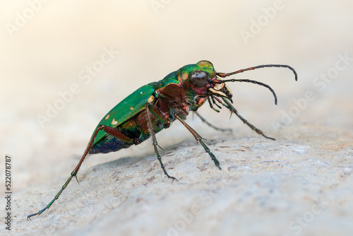 Green Tiger Beetle - Cicindela campestris