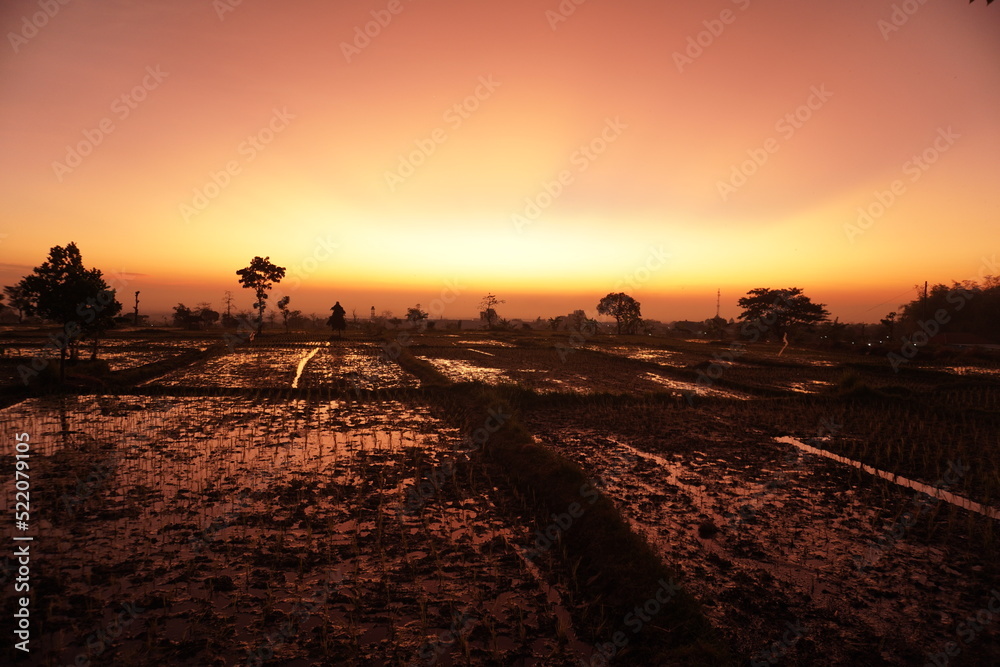 Fototapeta premium sunset over the field