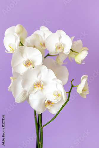 Blossoming white orchid against pastel purple colored background, vertical format