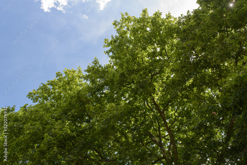 Grüne Baumkronen vor strahlend blauem Himmel Grüne Baumkronen vor strahlend blauem Himmel