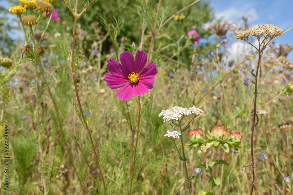 Violettes Schmuckkörbchen in großer Blumenwiese, Cosmea Violettes Schmuckkörbchen in großer Blumenwiese, Cosmea