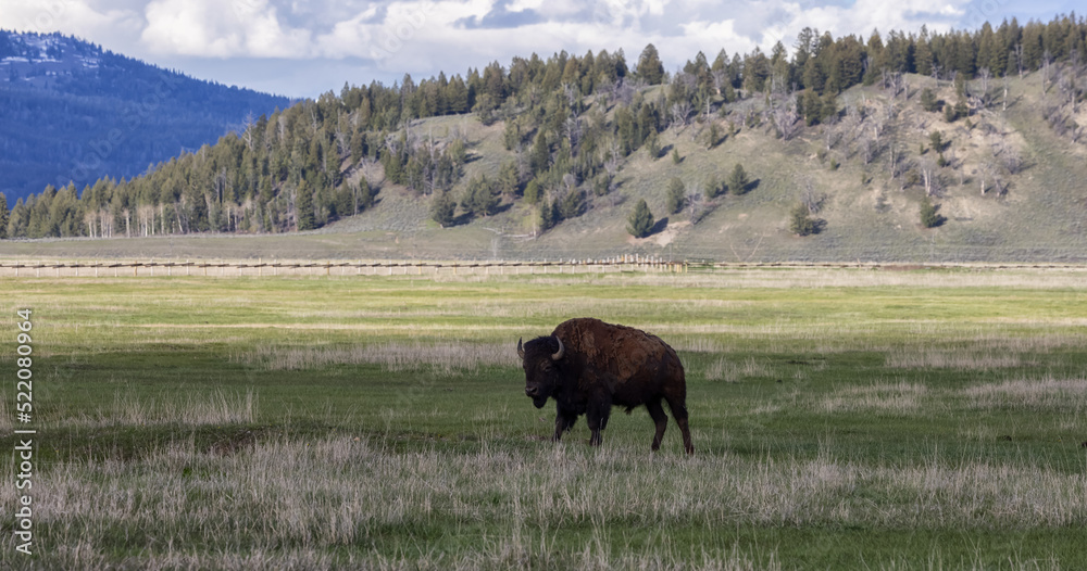 Bison eating grass in American Landscape. Yellowstone National Park. United States. Nature Background. Bison eating grass in American Landscape. Yellowstone National Park. United States. Nature Background.