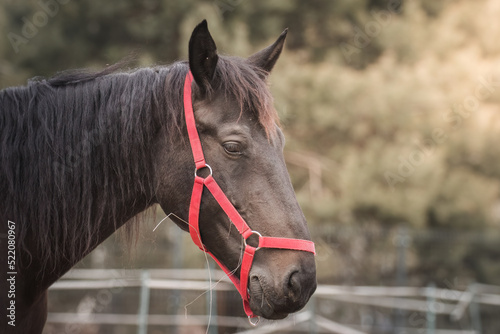 Horse head, beautiful domestic animal, horse bridle, harness worn over the head. Horse used as a driving school for young people and children. Horse in winter on the pasture, on the paddock