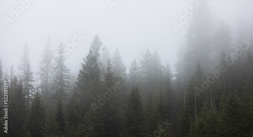 Green Trees in Foggy and Misty Rain Forest. Mullan Road Historical Park  Idaho  United States. Rainy Weather. Nature Background